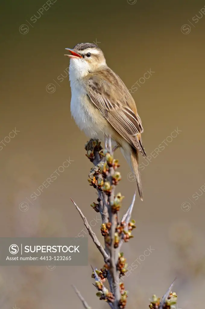 Sedge Warbler singing on territory in spring