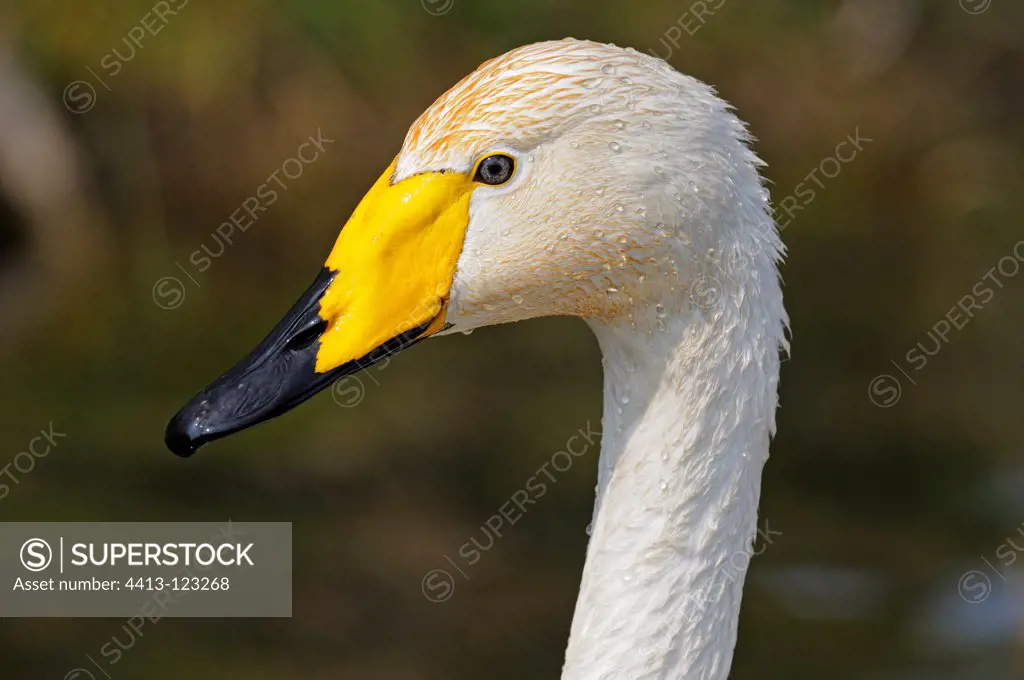 Portrait of a Whooper Swan France