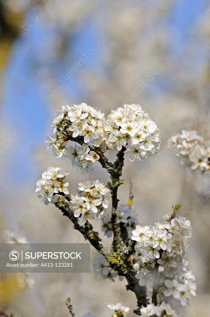 Blackthorn flowers in the spring France