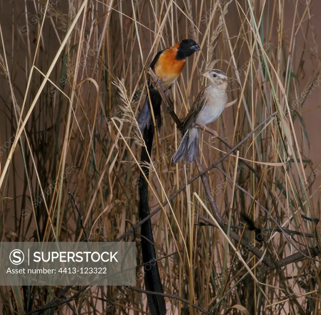 Long-tailed Paradise Whydah's couple