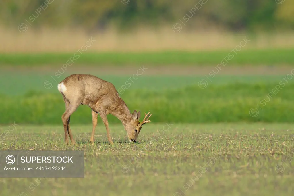 Roe buck in spring on a field Hesse Germany