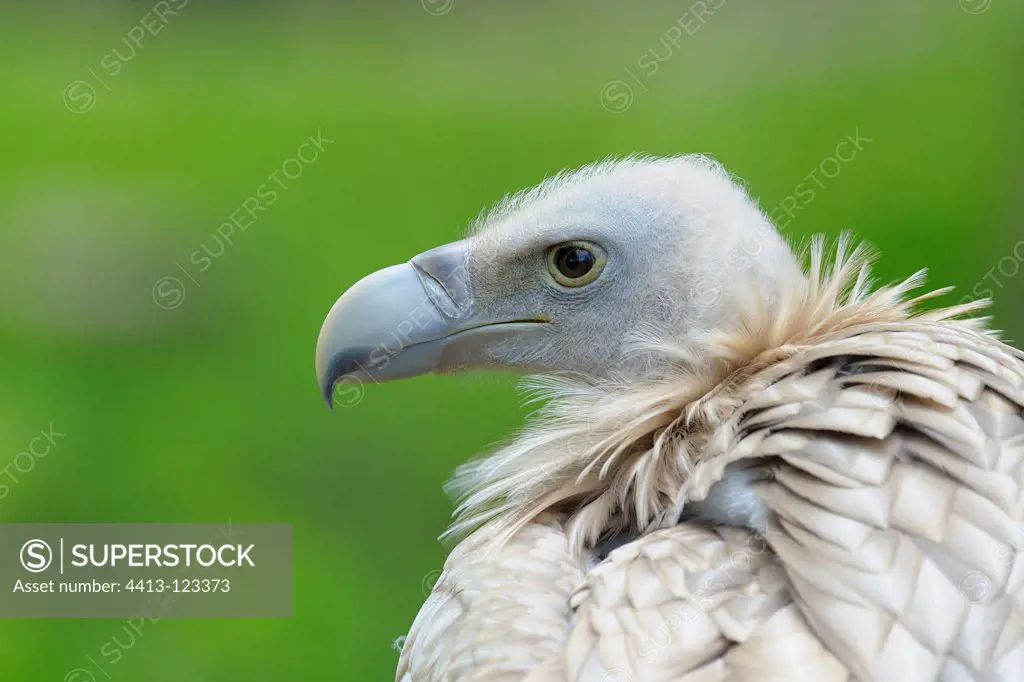 Portrait of a Griffon Vulture in Bavaria Germany