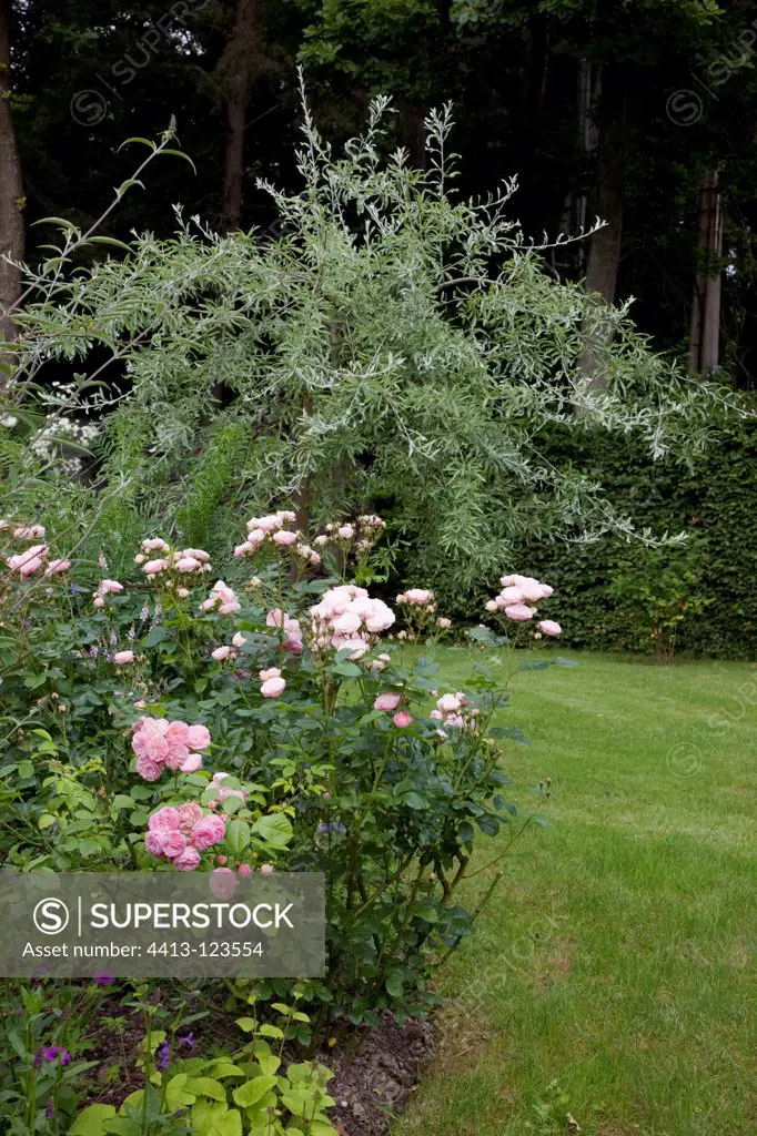 Rose-tree 'Bonica in bloom in a garden