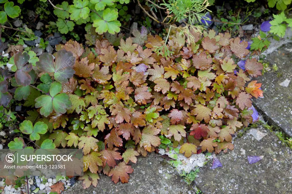 Saxifrage 'Rokujo' in a garden