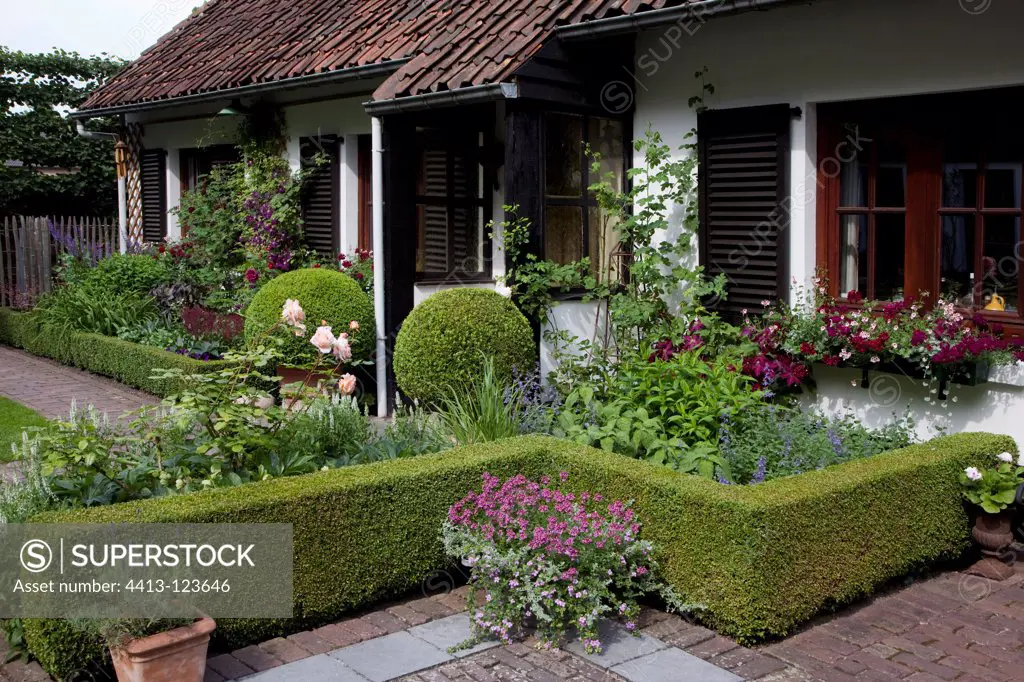 Box hedge on a flowered garden terrace