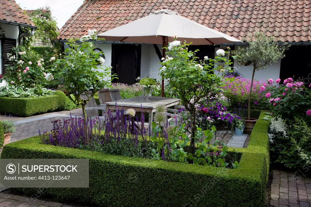 Box hedge on a flowered garden terrace
