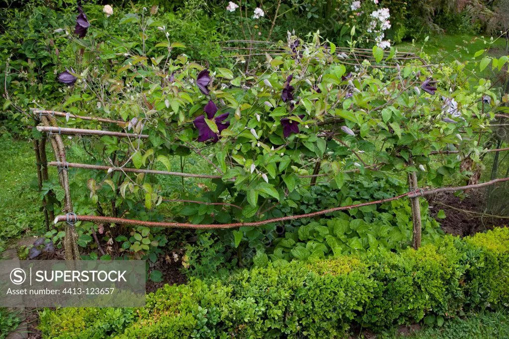 Clematis 'Romantika' climbing on a structure in a garden