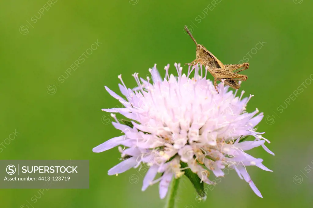 Young Grasshopper on a flower