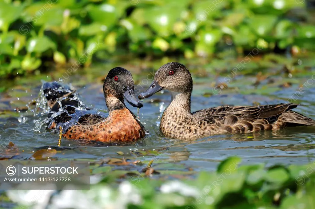 Couple of Chestnut Teal bathing