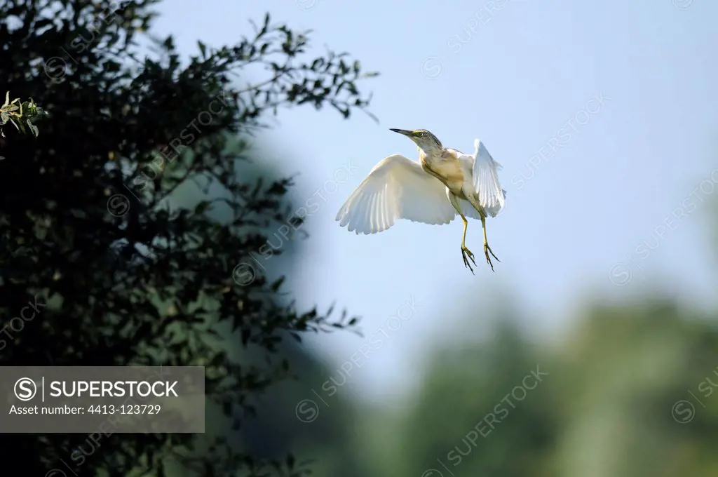Squacco Heron flying