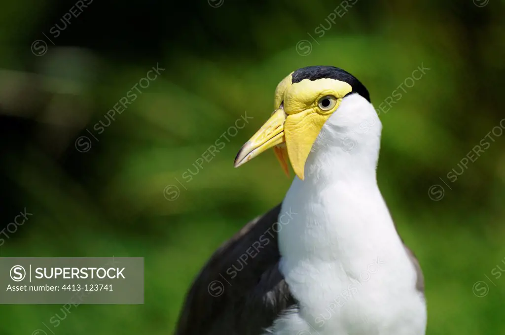 Portait of a Masked Lapwing
