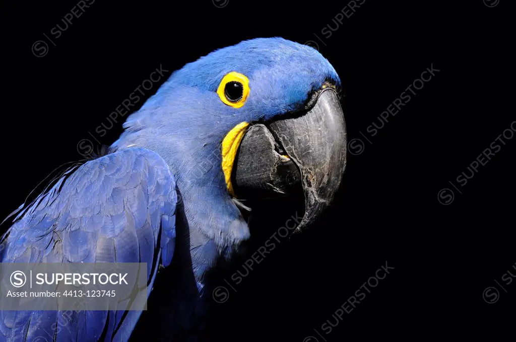Portrait of a Hyacinth Macaw