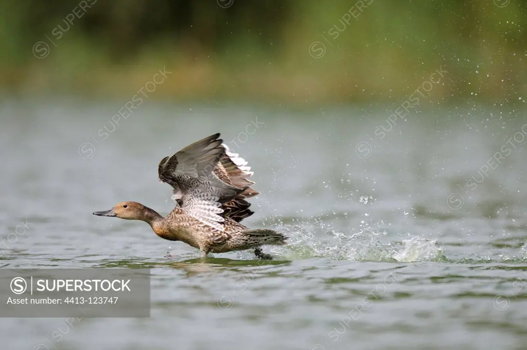 Northern Pintail taking off water