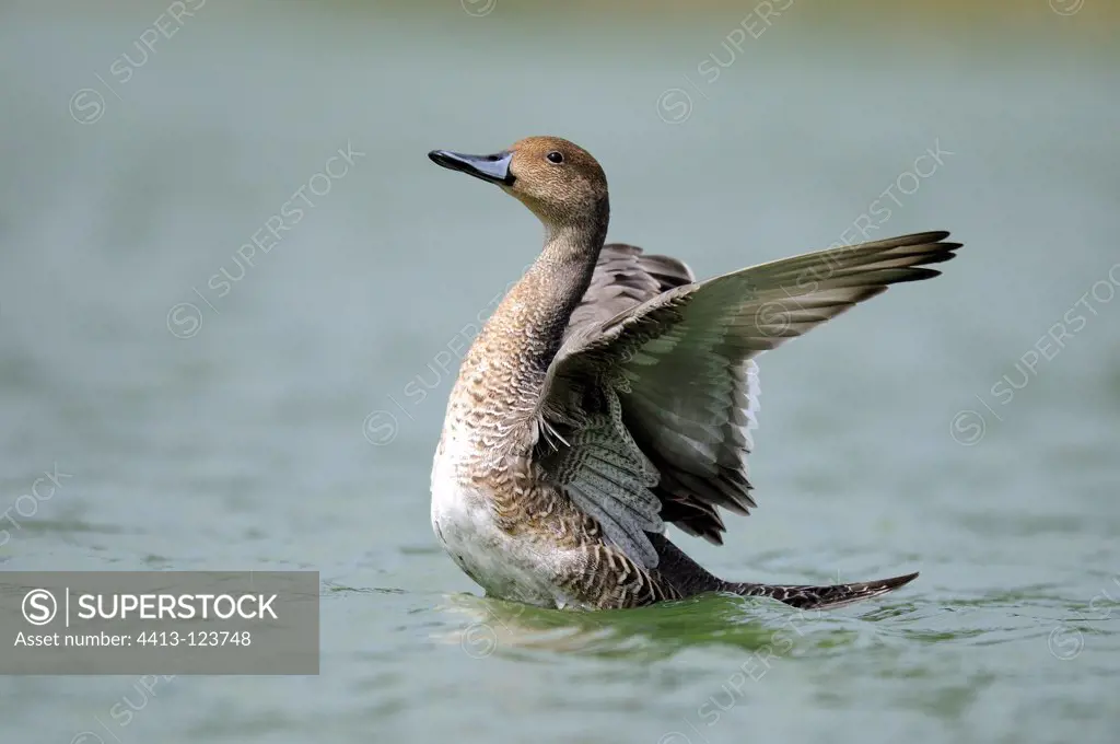 Northern Pintail flying wings to the surface of the water