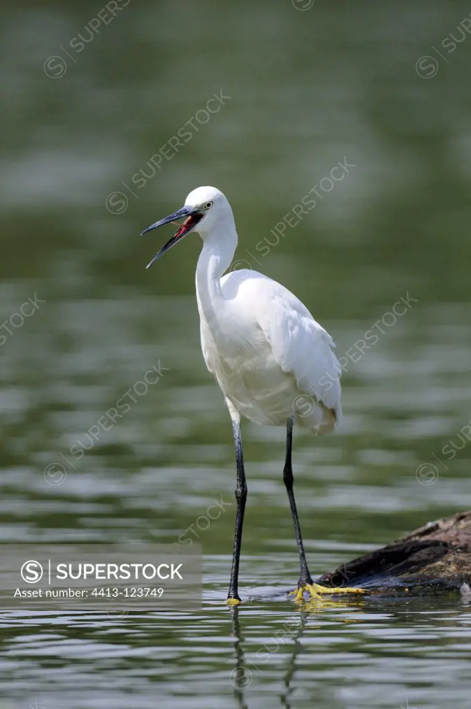 Little Egret with a cry beak open