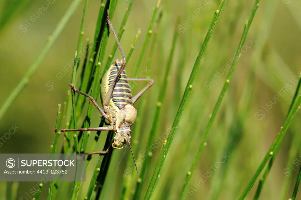 Grasshopper laid on the stems of a shrub
