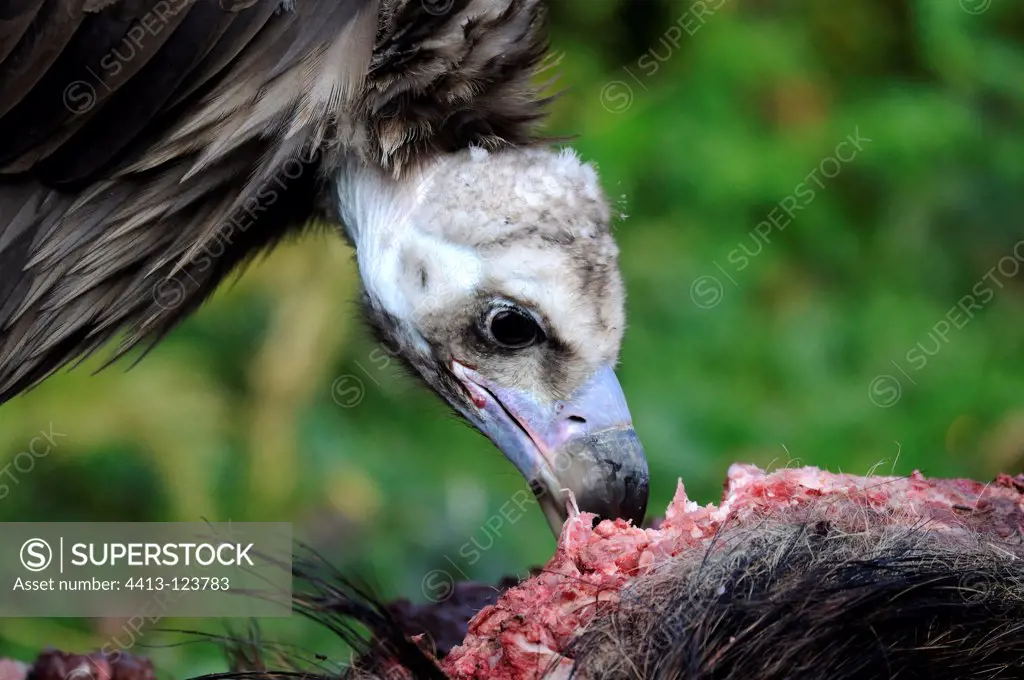 Cinereous Vulture eating a carcass Boar
