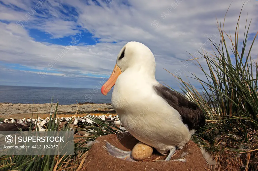 Black-browed Albatross incubating its egg Falkland Islands