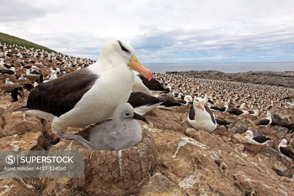 Black-browed Albatross incubating its chick Falkland Islands
