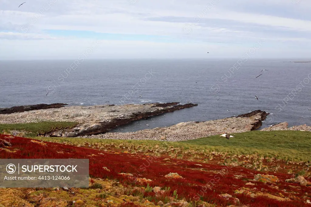 Colony of Black-browed Albatross Falkland Islands