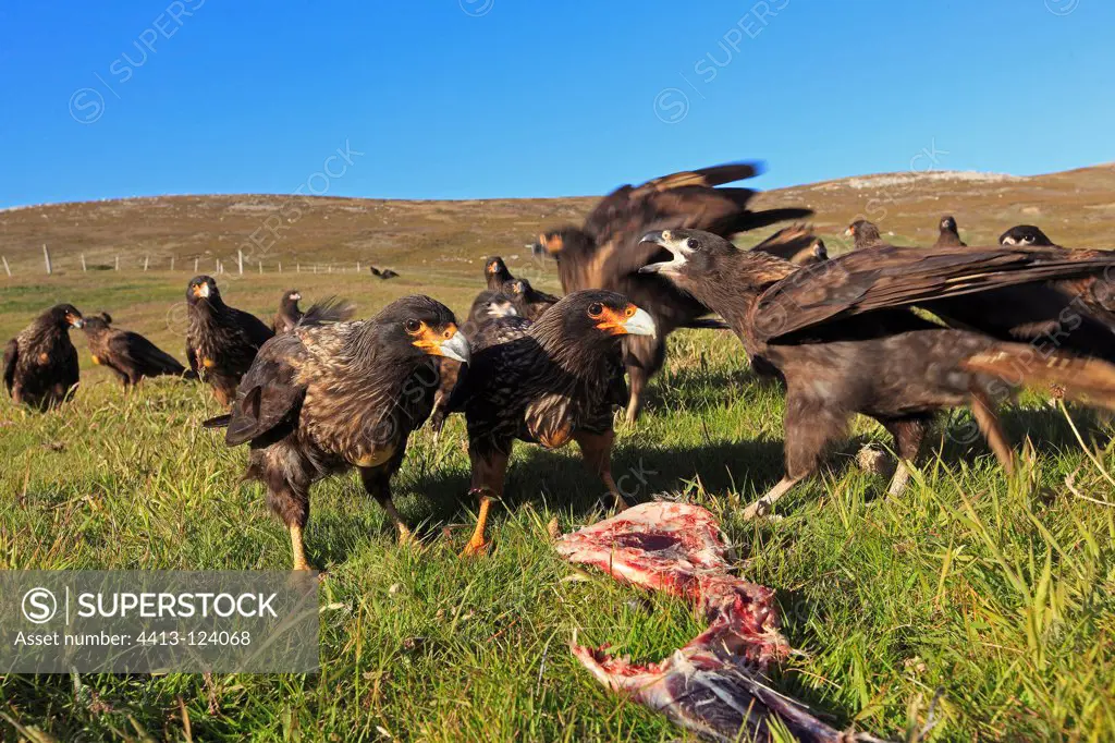 Striated Caracaras vying carcass Falkland Islands