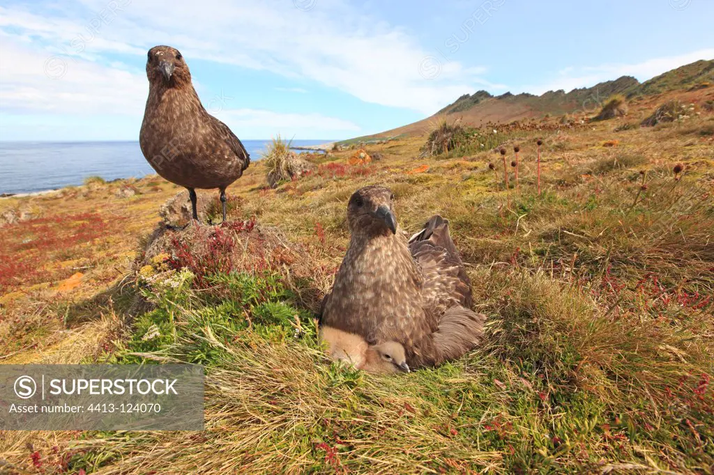 Southern Skua brooding her chick Falkland Islands