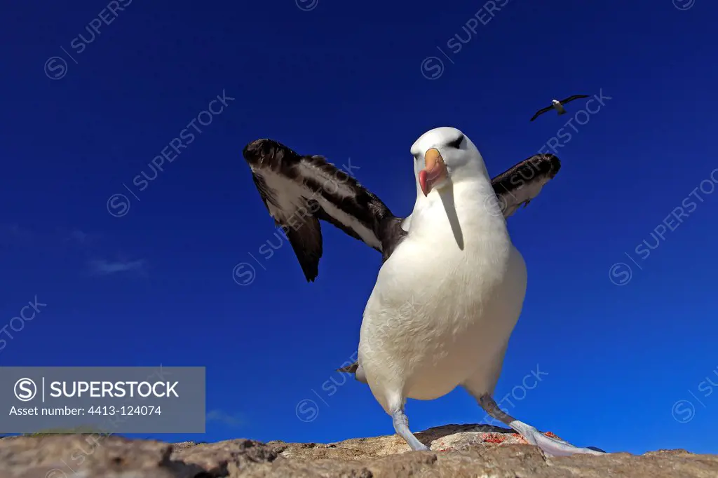 Black-browed albatross flying wings Falkland Islands