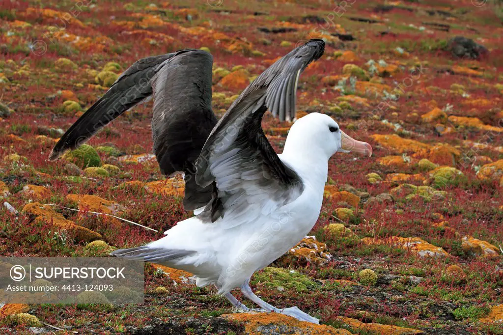 Black-browed albatrosses standing on the moor Falklands