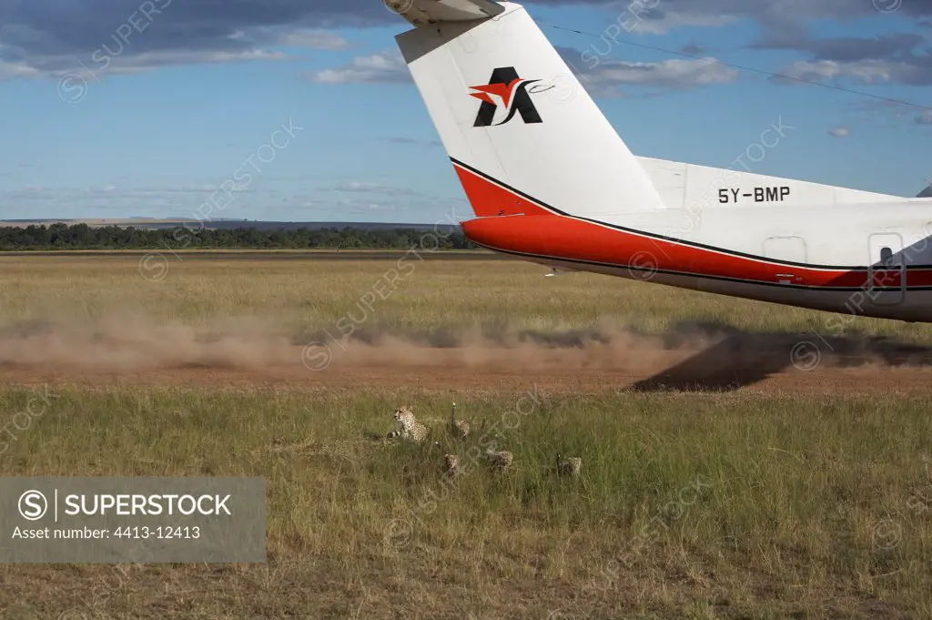 Cheetahs frightened by the landing of a plane Masaï Mara