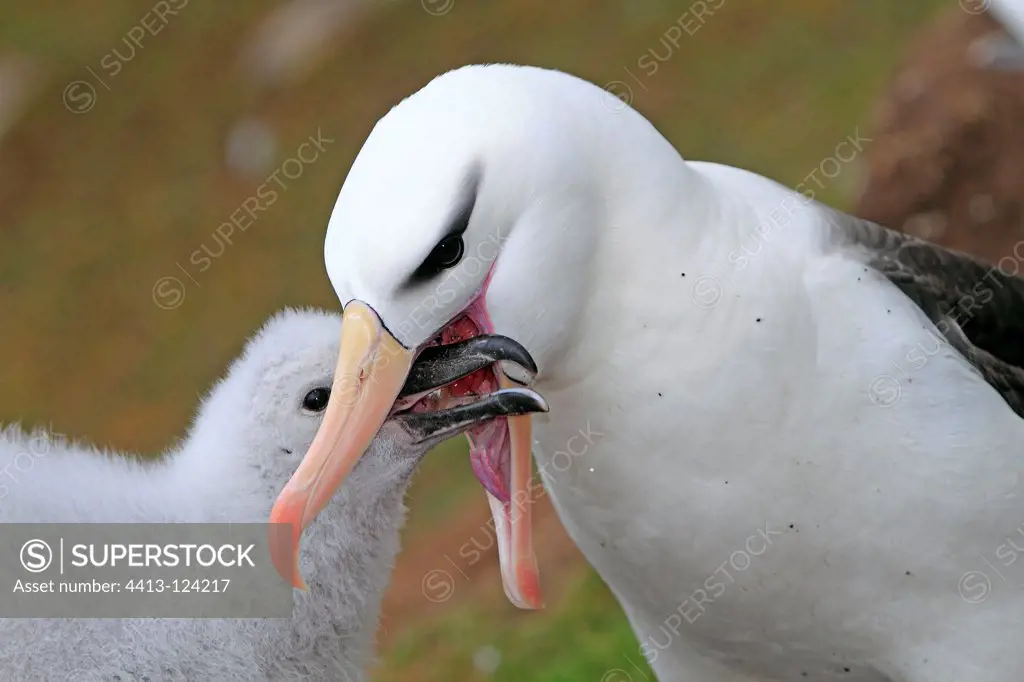 Black-browed Albatross feeding its chick Falkland Islands