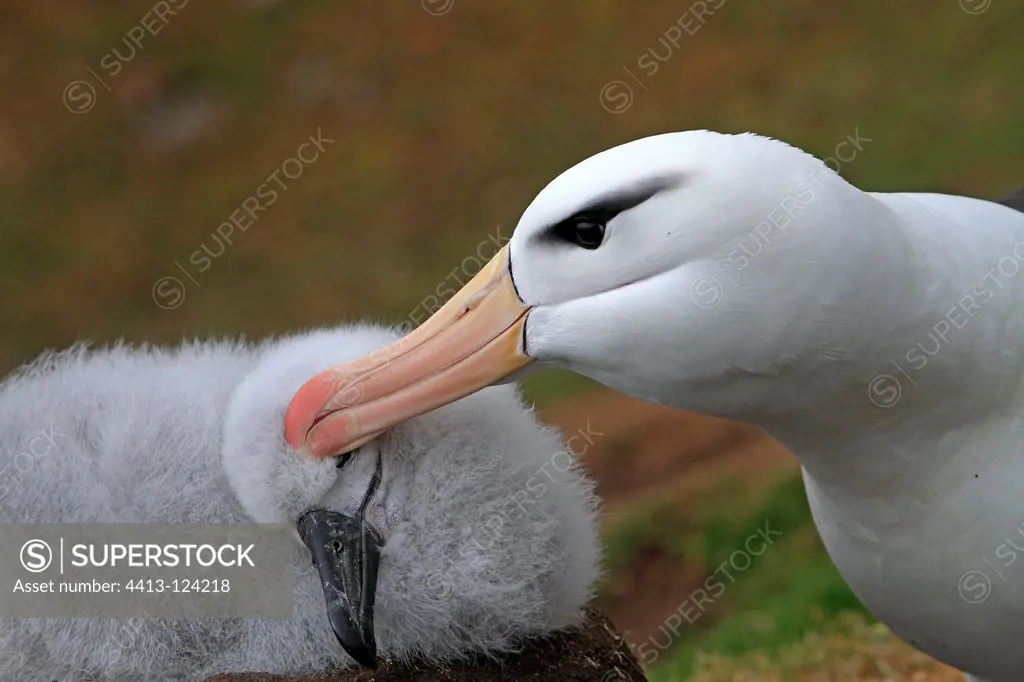 Black-browed Albatross grooming its chick Falkland Islands
