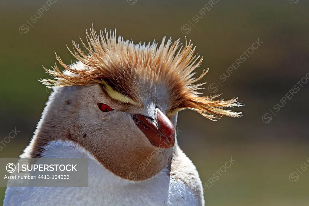 Portrait of leucistic Rockhopper Penguin Falkland Islands