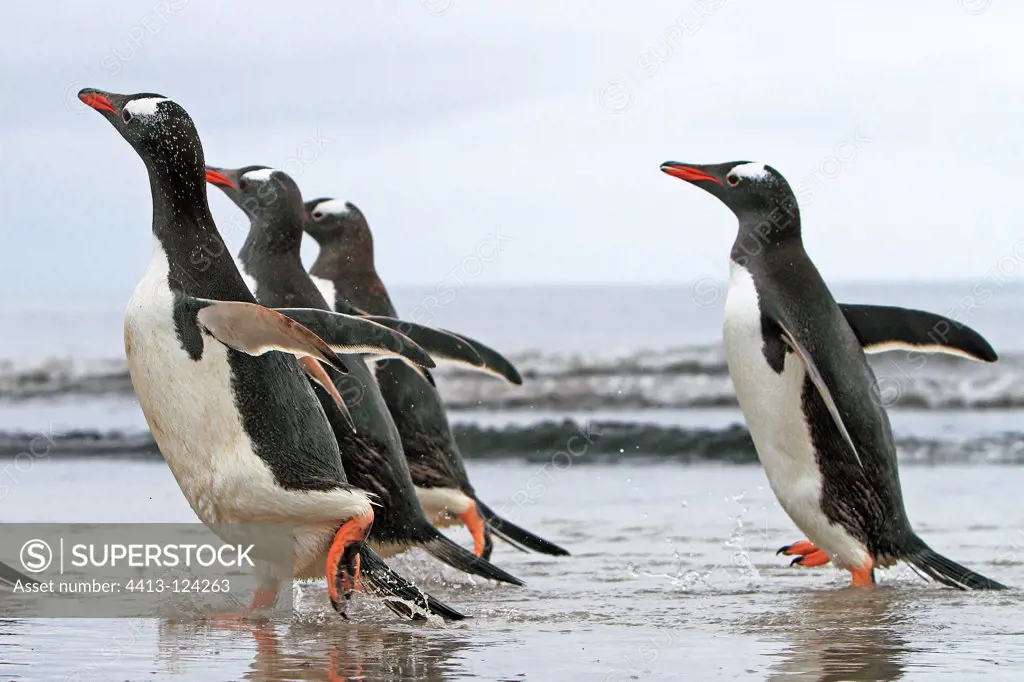 Gentoo penguins running in the water Falkland Islands