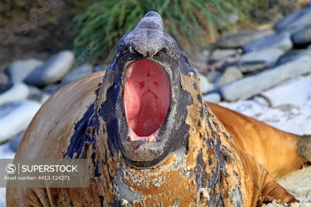Portrait of southern Elephant seal yawning Falkland Islands