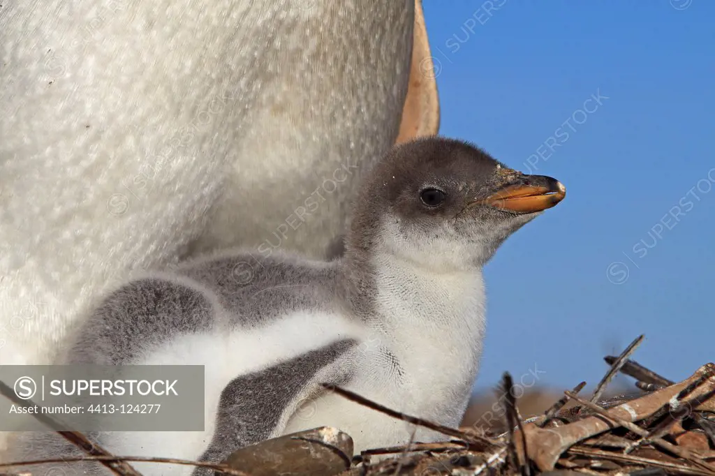 Gentoo penguin and chick at nest Falkland Islands