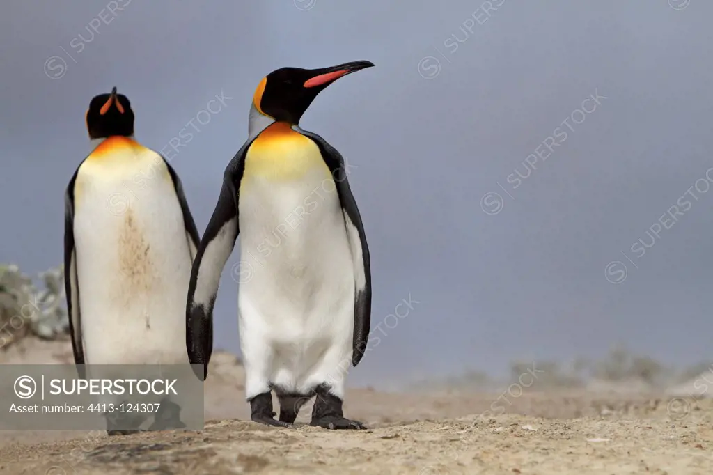 King penguins in the storm Falkland Islands