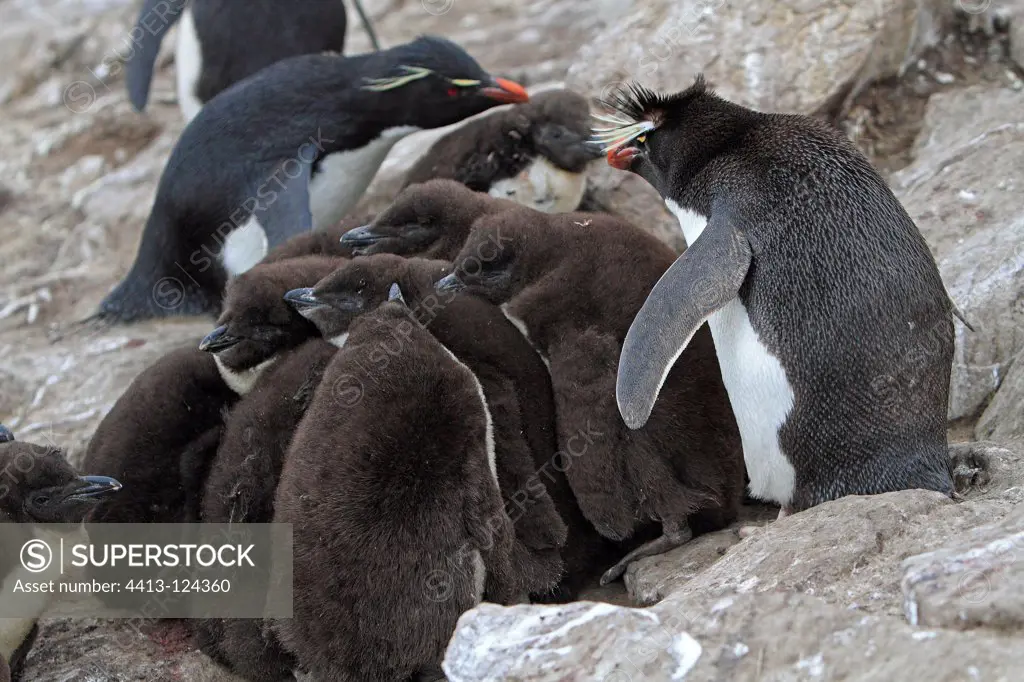 Rockhopper Penguin chicks on rock Falkland Islands