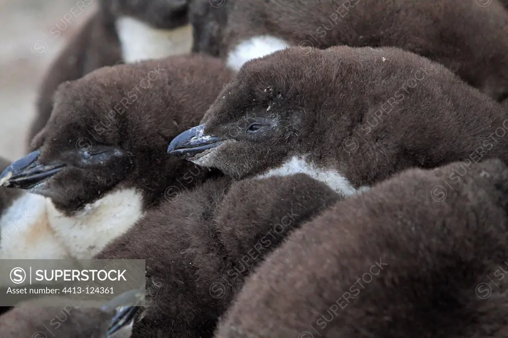 Rockhopper Penguin chicks on rock Falkland Islands