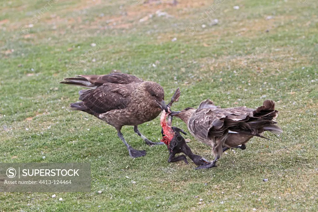 Brown Skuas eating a Cormorant chick Falkland Islands