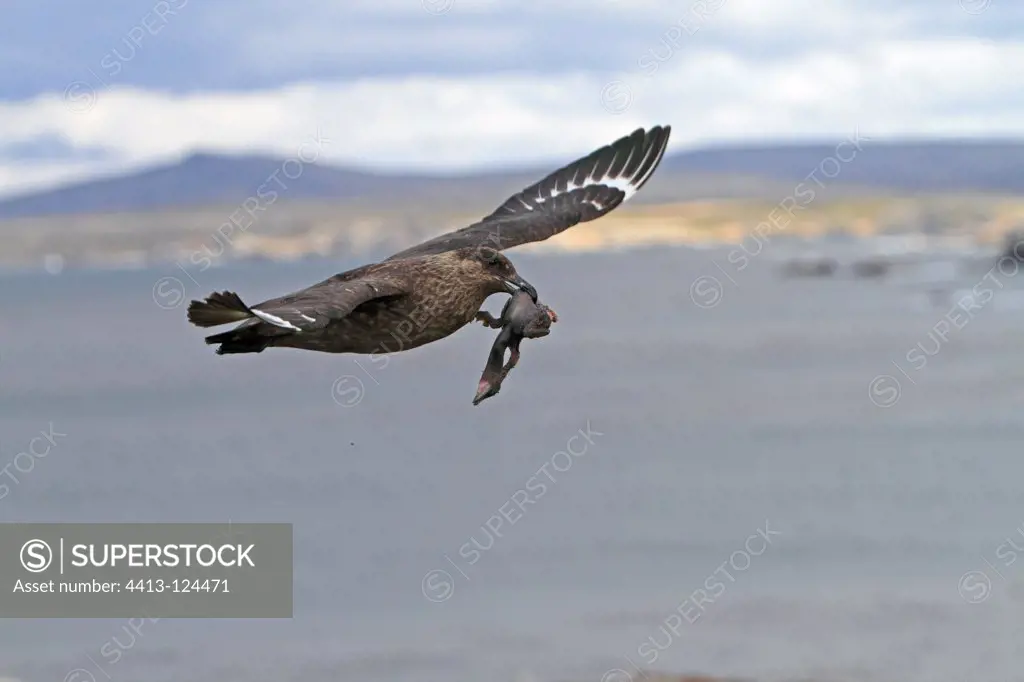Brown Skua catching Cormorant chick Falkland Islands