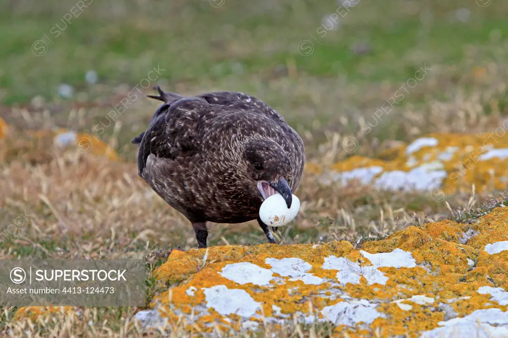 Brown Skua eating Cormorant egg Falkland Islands