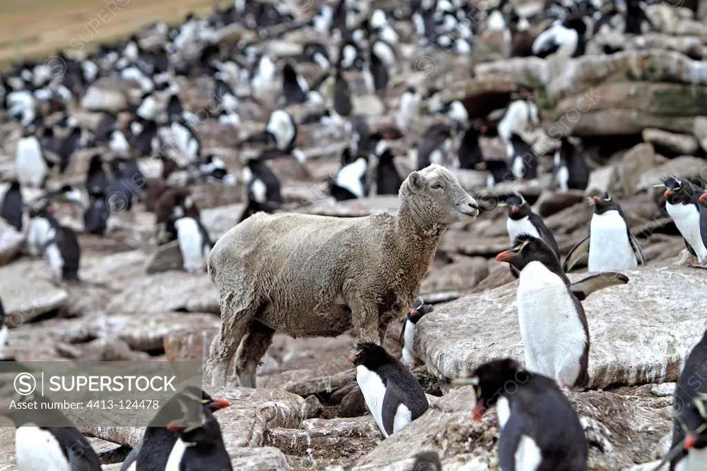 Sheep in a colony of Rockhopper Penguins Falkland Islands
