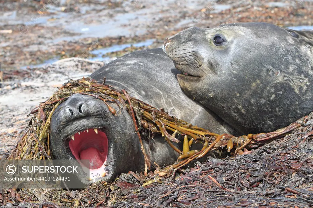Elephant Seal male on a bed of algae Falkland Islandss