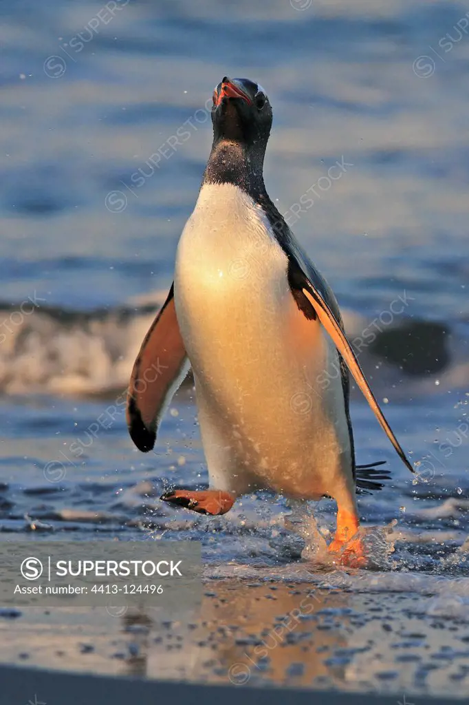 Gentoo penguin wading Falkland Islands