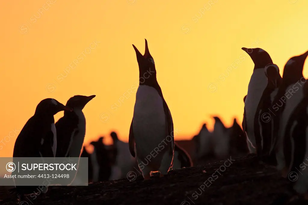 Gentoo penguins at sunset Falkland Islands