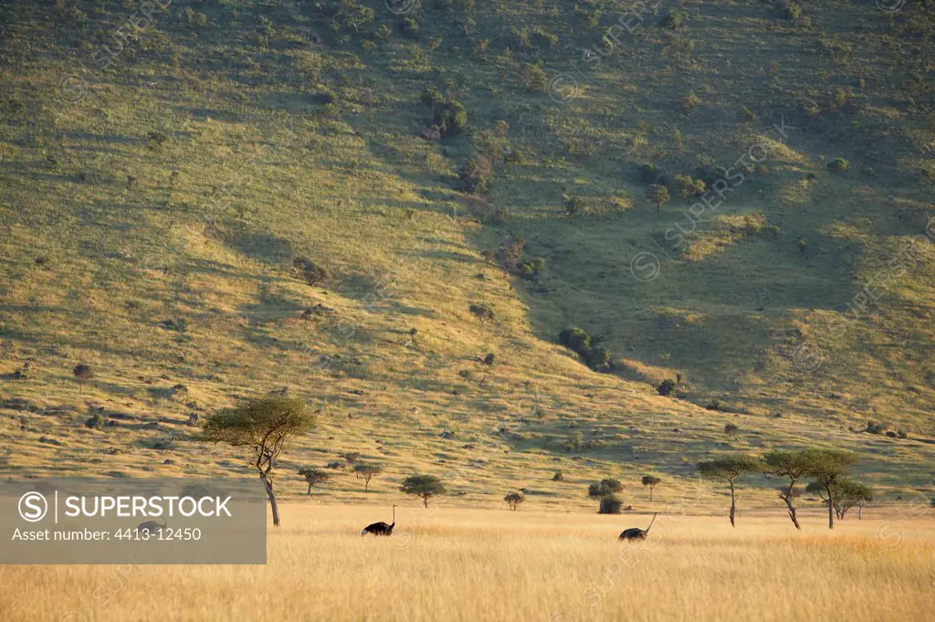 Masaï ostriches in savanna Masaï Mara Kenya