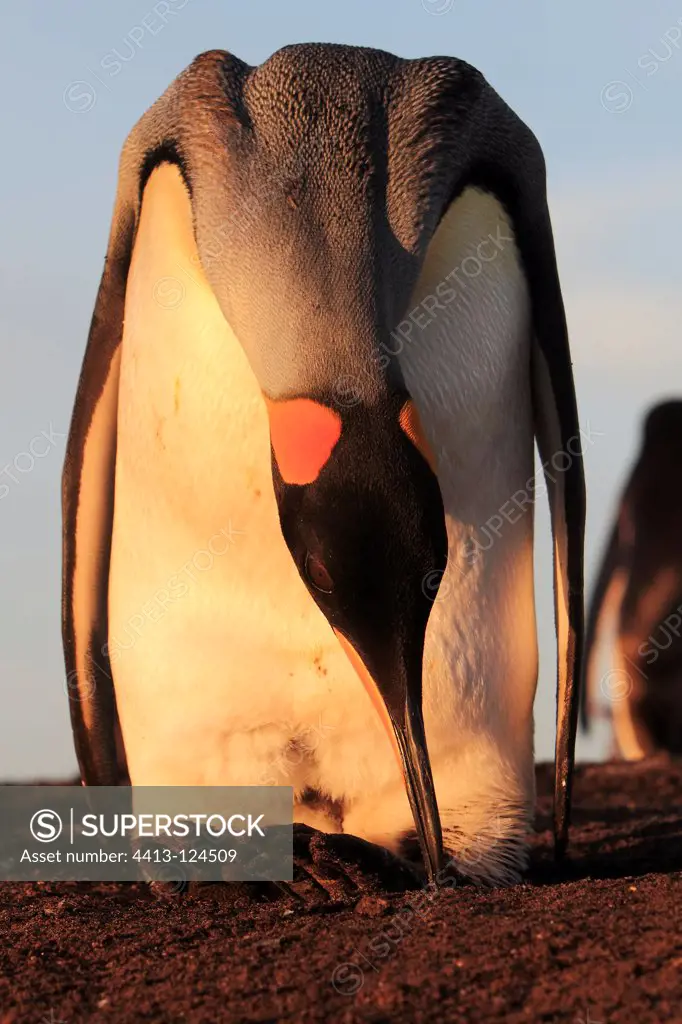 King Penguin at dusk Falkland Islands