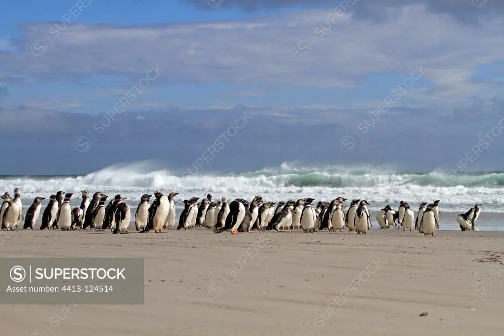 Magellanic penguins in front of waves Falkland Islands