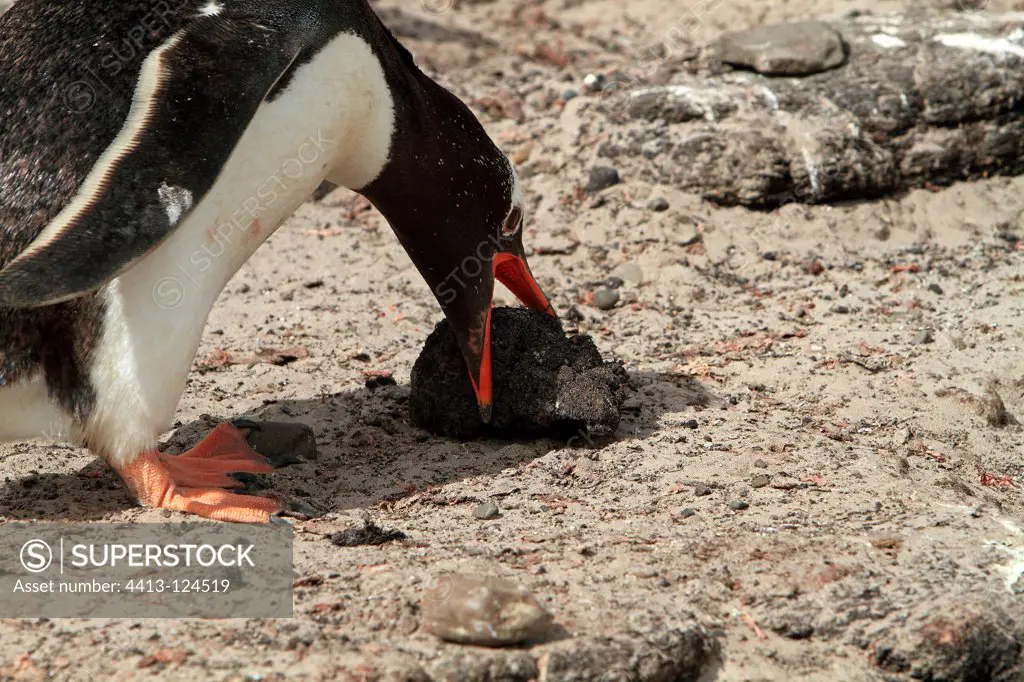 Gentoo Penguin picking up a pebble Falkland Islands