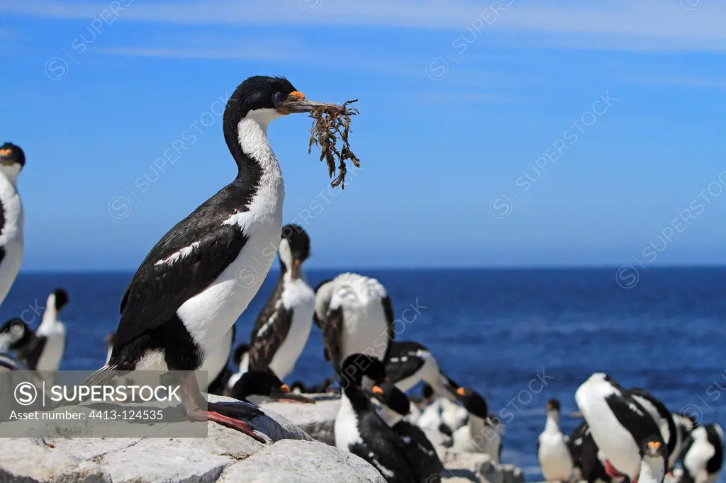 King Shag bulding its nest Falkland Islands